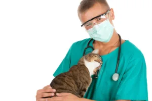 man vet and grey cat Vétérinaire masqué en blouse verte tenant un chat contre lui