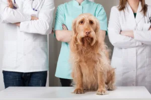 Salariés de la clinique vétérinaire