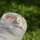 Pied plâtré dans un bandage, orteils sortant, marguerite posée dessus, sur fond d'herbe