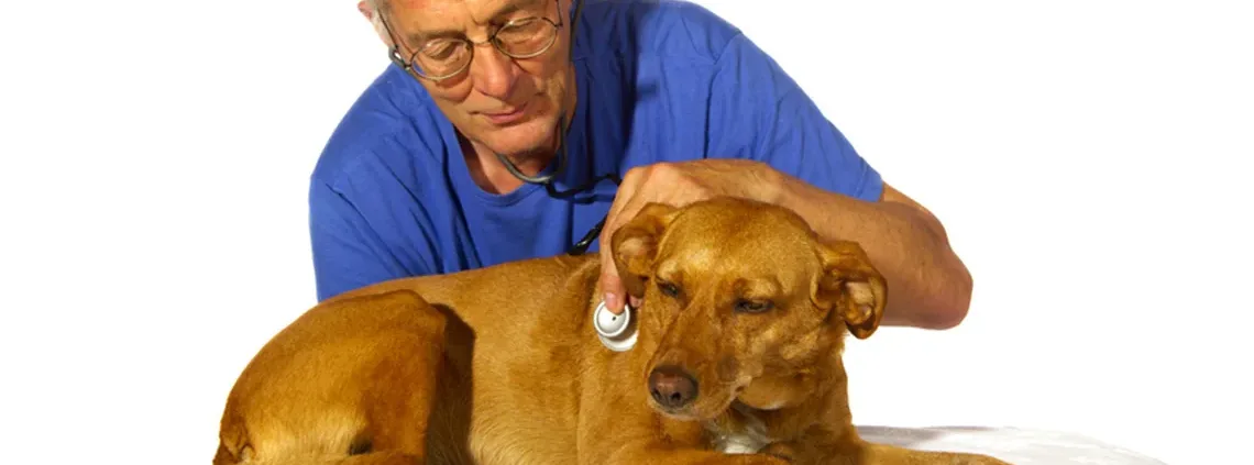 Vétérinaire âgé auscultant un chien avec un stéthoscope