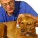 Vétérinaire âgé auscultant un chien avec un stéthoscope