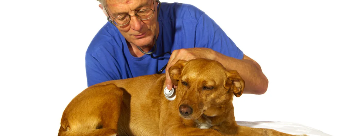 Vétérinaire âgé auscultant un chien avec un stéthoscope Vétérinaire âgé auscultant un chien avec un stéthoscope