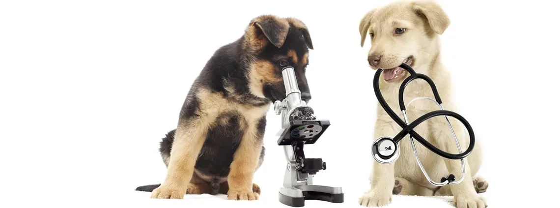 Deux chiots, l'un regardant dans un microscope, l'autre tenant un stéthoscope dans la gueule