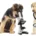 Deux chiots, l'un regardant dans un microscope, l'autre tenant un stéthoscope dans la gueule