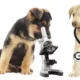 Deux chiots, l'un regardant dans un microscope, l'autre tenant un stéthoscope dans la gueule
