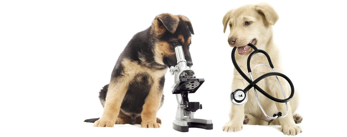 Deux chiots, l'un regardant dans un microscope, l'autre tenant un stéthoscope dans la gueule